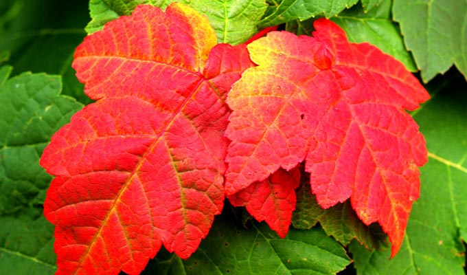 Indian Summer Farben auf Cape Breton Island