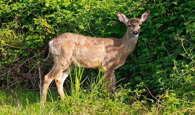 Immobilien Kanada – Jagdgrundstück in Kanada