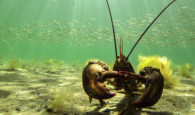 Atlantischer Hummer (Lobster) - Kanada - Nova Scotia - Cape Breton Island