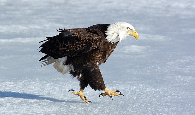 Weißkopfseeadler am Canso Causeway, Kap Breton Island