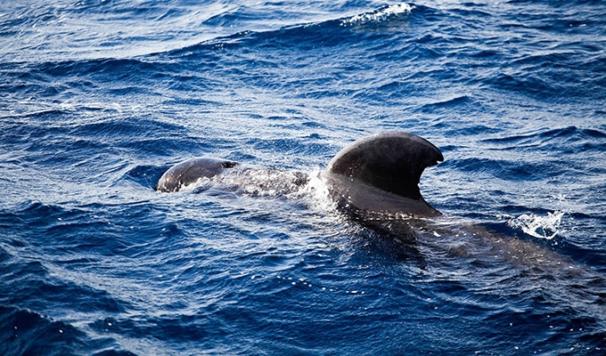 Walbeobachtung - Whale Watching - Cape Breton Island - Cabot Trail 