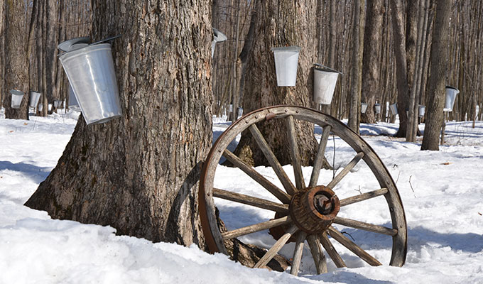 Ahornsyrup wird vom Zuckerahorn in Kanada gewonnen wenn der erste Saft in die Bäume steigt