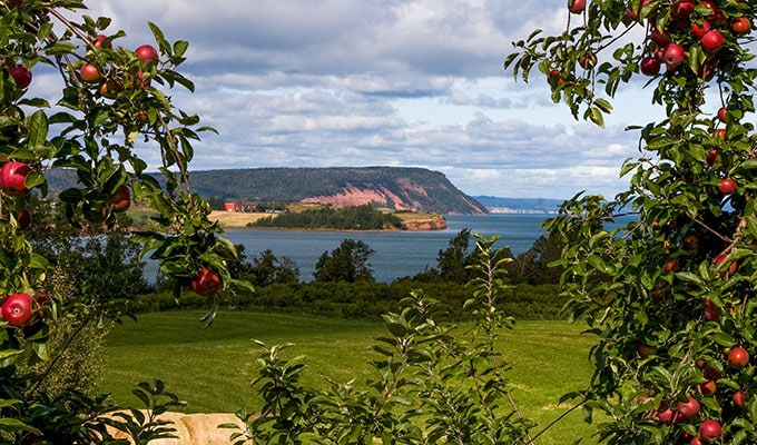 Nova Scotia Apfelanbau - vielerorts gibt es auch viele wilde Apfelbäume