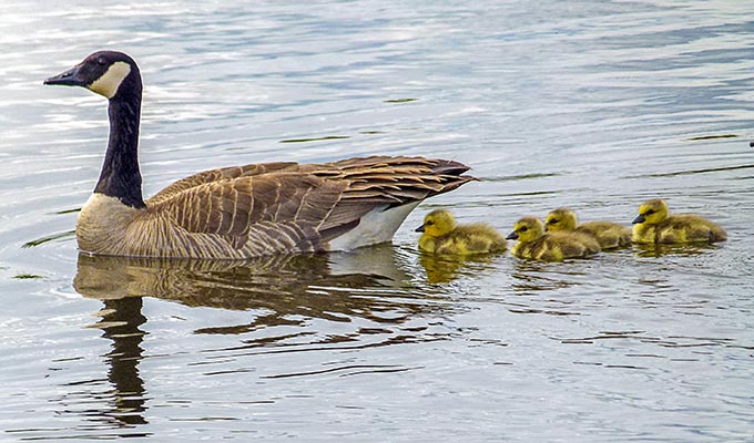 Kanadagans schwimmend im See mit Küken