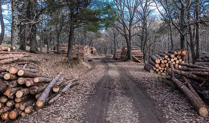 Holz - wichtiger Bestandteil der kanadischen Wirtschaft