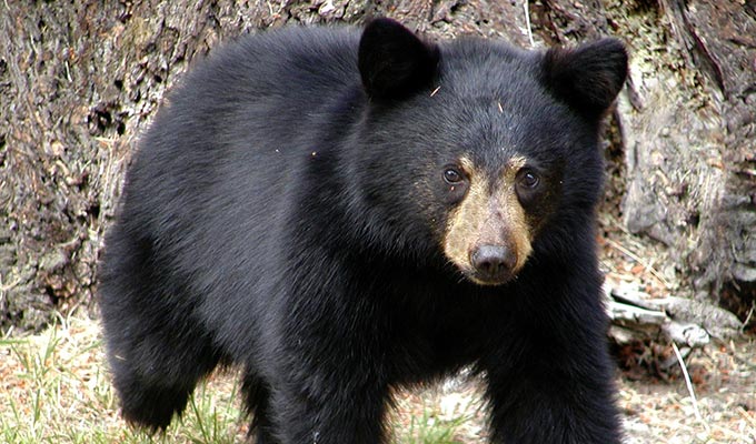 Schwarzbär in Nova Scotia