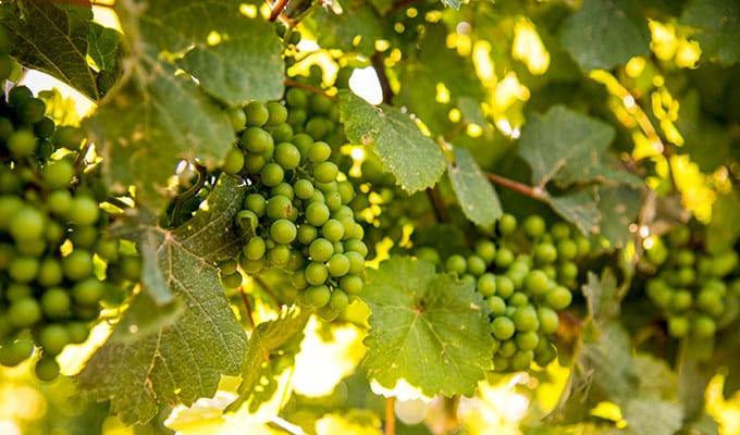 Das Klima in Nova Scotia ist günstig für den Weinanbau – nicht nur Eiswein!